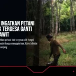Apkarindo Ingatkan Petani Sumsel Tak Tergesa Ganti Karet ke Sawit