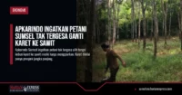 Apkarindo Ingatkan Petani Sumsel Tak Tergesa Ganti Karet ke Sawit
