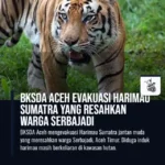BKSDA Aceh Evakuasi Harimau Sumatra yang Resahkan Warga Serbajadi