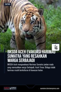 BKSDA Aceh Evakuasi Harimau Sumatra yang Resahkan Warga Serbajadi