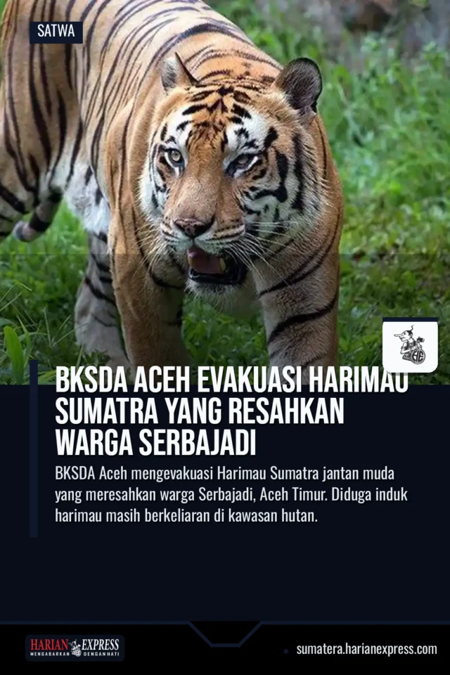 BKSDA Aceh Evakuasi Harimau Sumatra yang Resahkan Warga Serbajadi