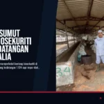 Karantina Sumut Perketat Biosekuriti Sambut Kedatangan Sapi Australia