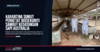 Karantina Sumut Perketat Biosekuriti Sambut Kedatangan Sapi Australia