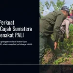 Kemenhut Perkuat Konservasi Gajah Sumatera di KHDTK Benakat PALI