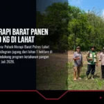 Polsek Merapi Barat Panen Jagung 500 Kg di Lahat