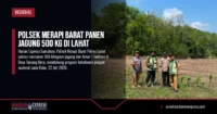 Polsek Merapi Barat Panen Jagung 500 Kg di Lahat