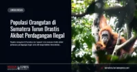 Populasi Orangutan di Sumatera Turun Drastis Akibat Perdagangan Ilegal