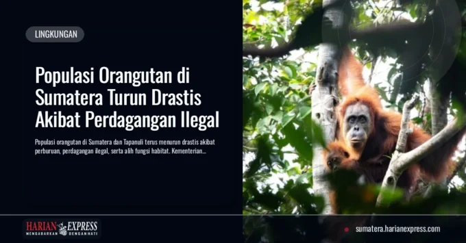 Populasi Orangutan di Sumatera Turun Drastis Akibat Perdagangan Ilegal