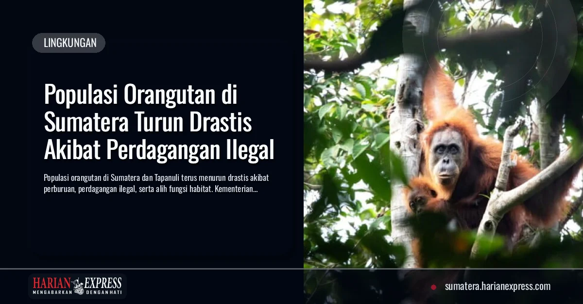 Populasi Orangutan di Sumatera Turun Drastis Akibat Perdagangan Ilegal