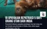 RI Upayakan Repatriasi 5 Bayi Orang Utan dari India